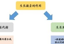 解密激素的奥秘（探究激素对人体的影响及其作用机制）
